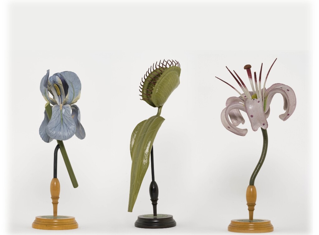 Collezioni Educandato della Santissima Annunziata